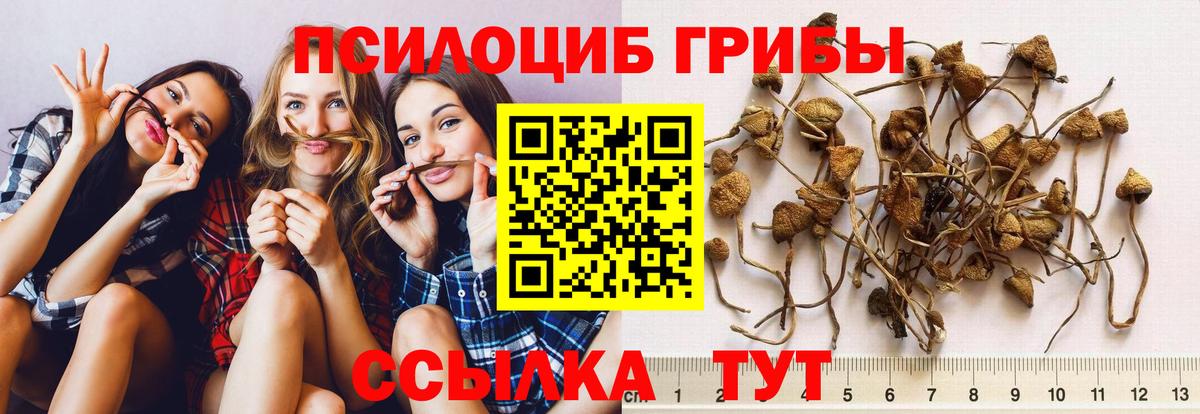 Псилоцибиновые грибы Psilocybe  Вход с VPN  Псилоцибиновые грибы прущие грибы  Ульяновск 